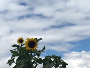 girasoles